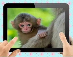 Baby Monkey Captura de pantalla 0