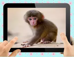 Baby Monkey Captura de pantalla 1