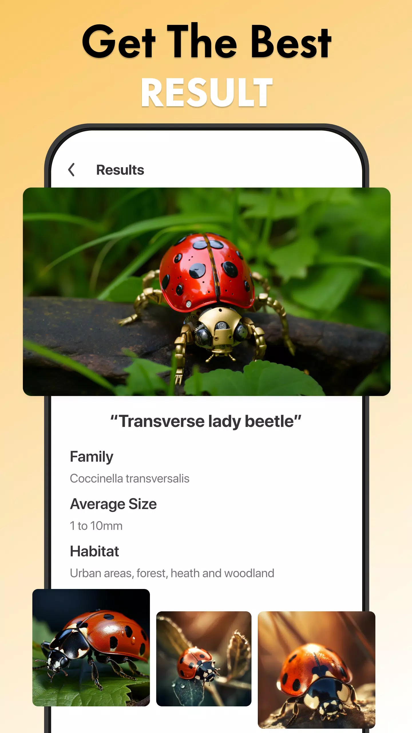Schermata Insect Identifier Bug Identify 2